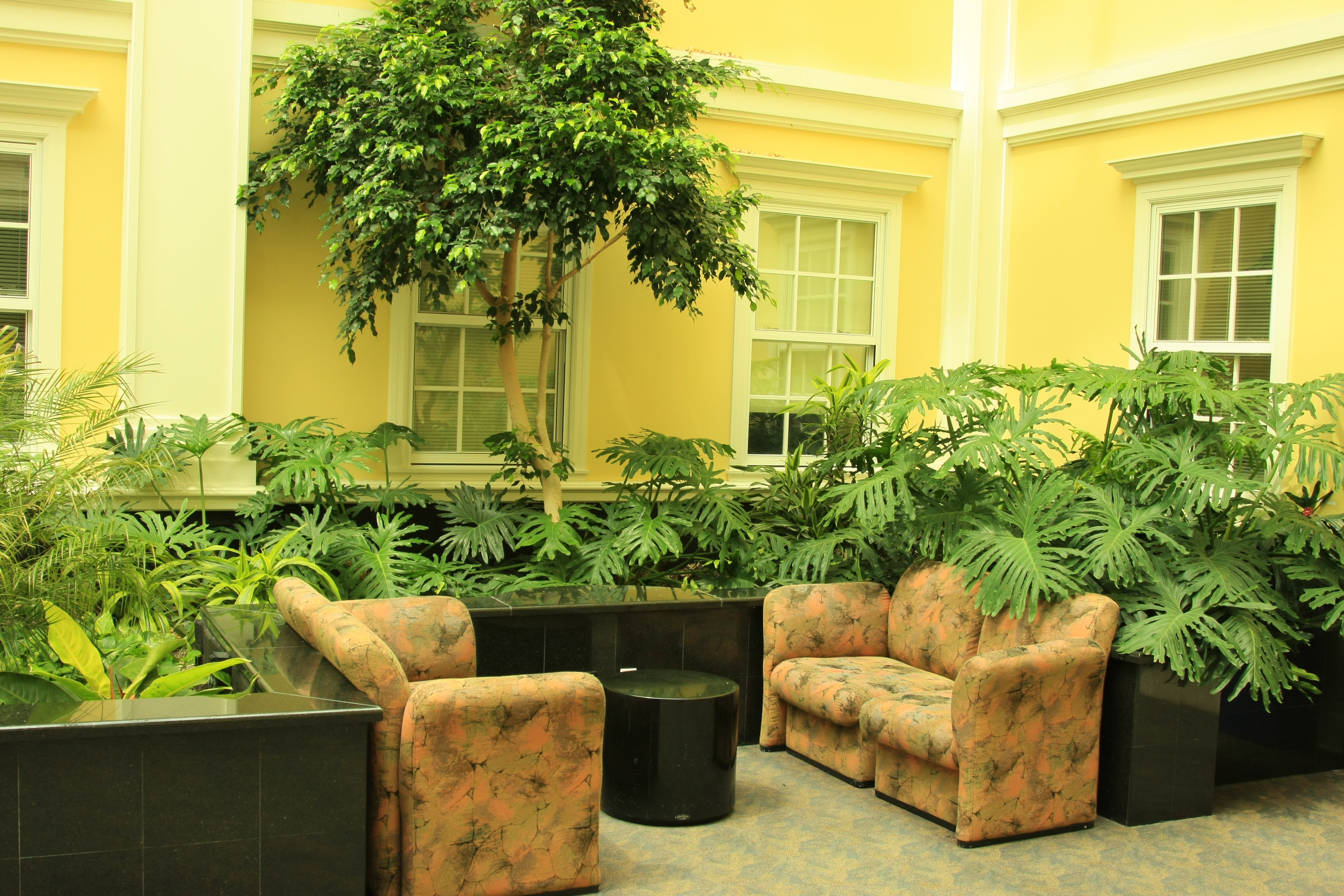 Indoor Plants Talking About Turning Your Home Green