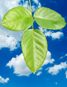 Leaves of a tree