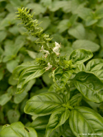 basil7624free_sm