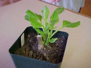 cuttings