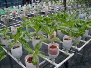 hydroponics 2