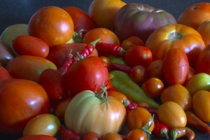 Heirloom tomatoes